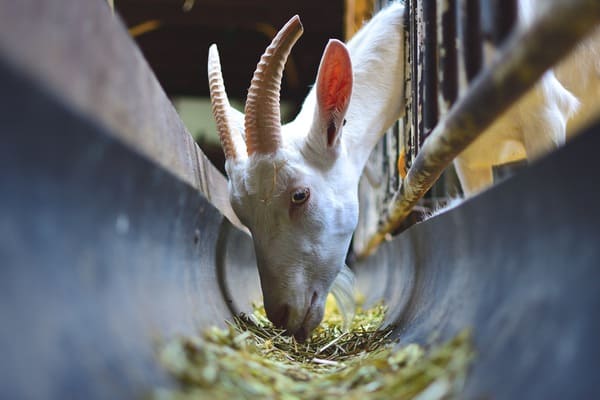Legislacion vigente sobre la gestion de cadaveres animales en España