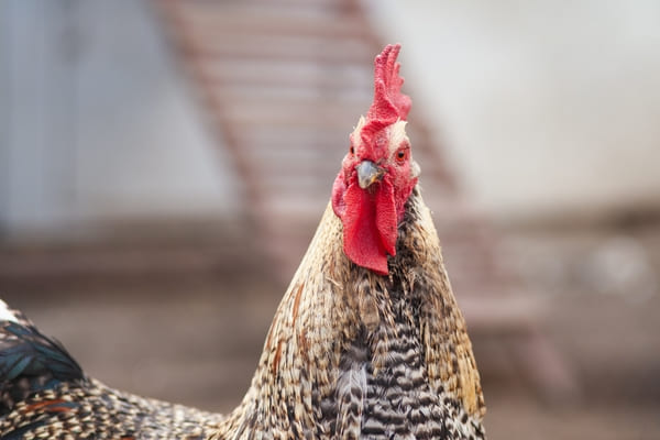 agroseguro retirada de animales muertos