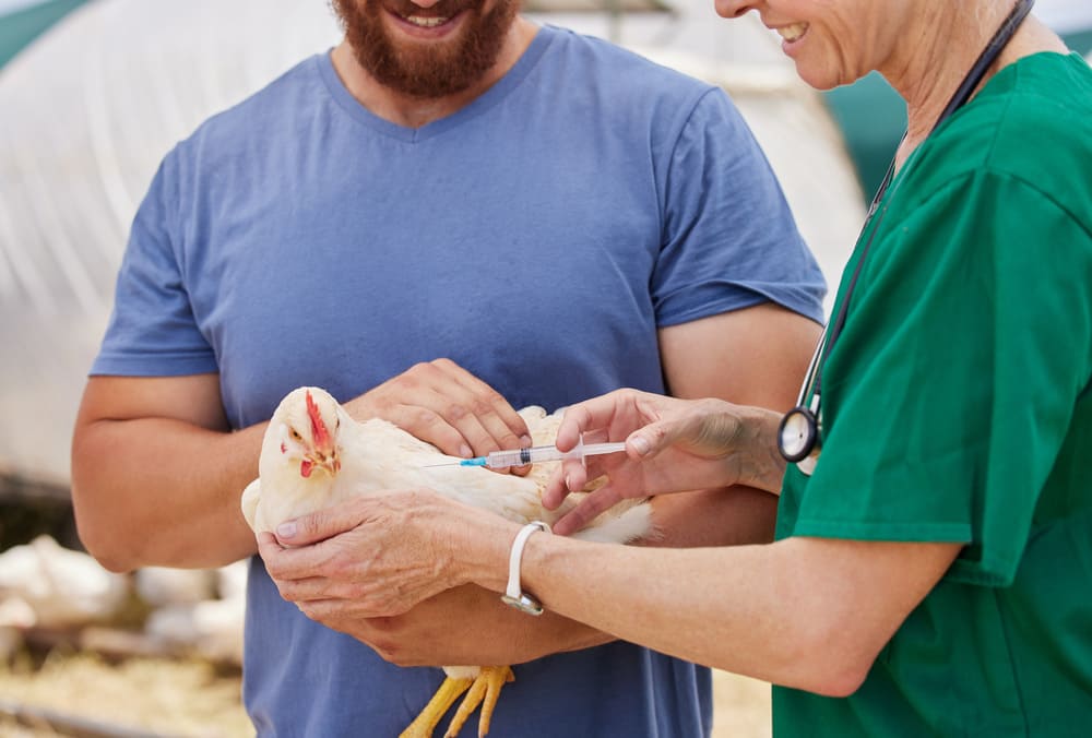 avicola pollos en granjas