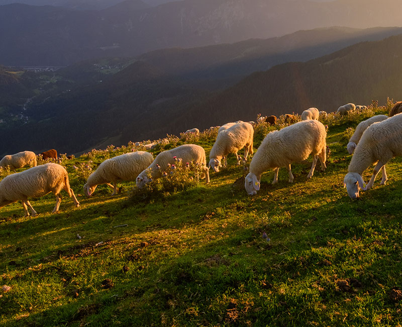 cuanto cuesta un seguro agrario