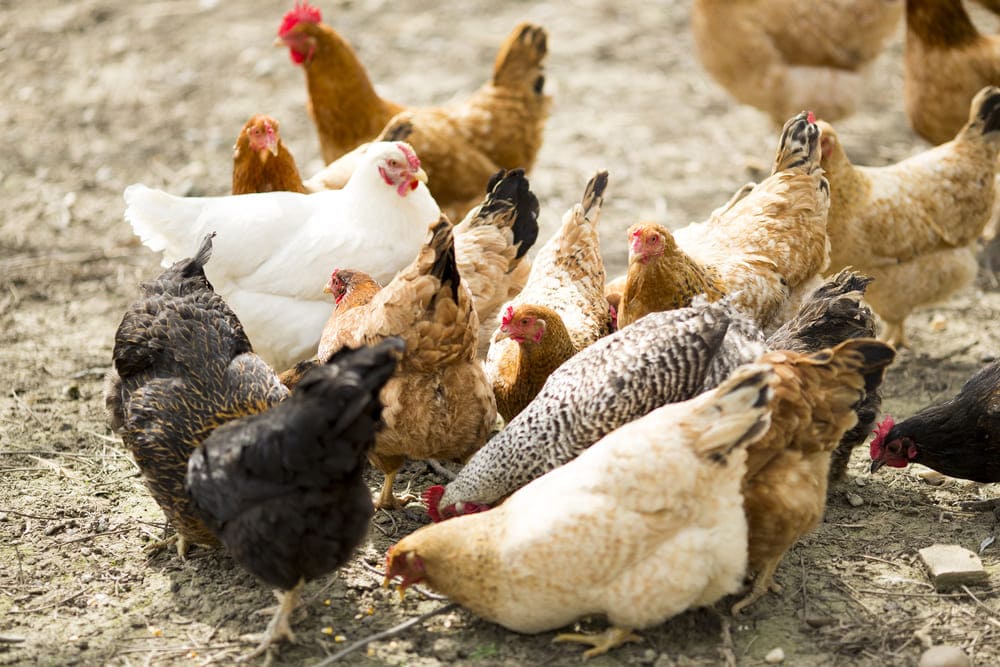 muerte por asfixia animales de granja