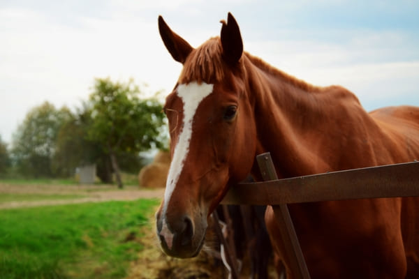 recogida de animales muertos a domicilio