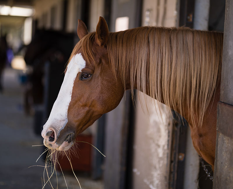 Seguro equino y retirada de caballos
